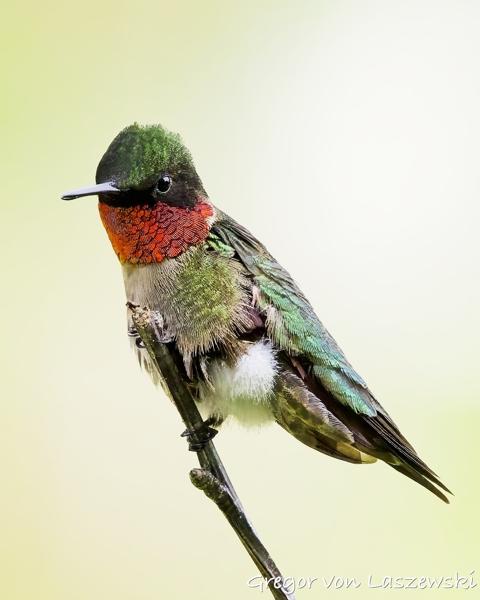 Hummingbird 06-13-2025