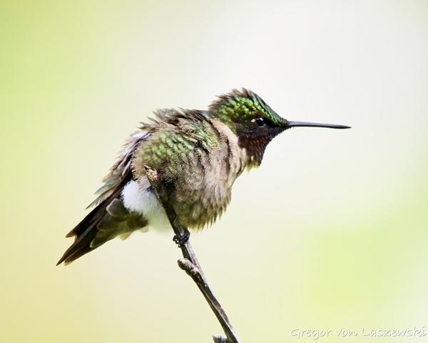  June 13, 2025 4:53 PM, Canon EOS R7, RF100-500mm F4.5-7.1 L IS USM, 500mm, f/8.0, 1/6400s, ISO 3200, Gregor von Laszewski