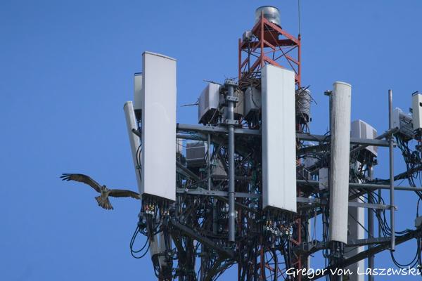 Osprey Watch 06-19-2025