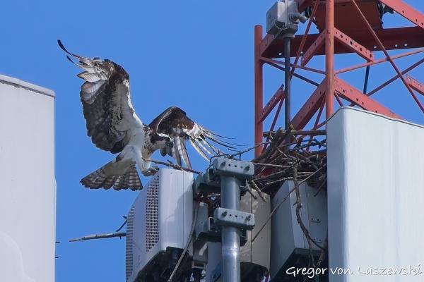  June 19, 2025 5:27 PM, Canon EOS R7, RF100-500mm F4.5-7.1 L IS USM, 500mm, f/7.1, 1/8000s, ISO 2000, Gregor von Laszewski