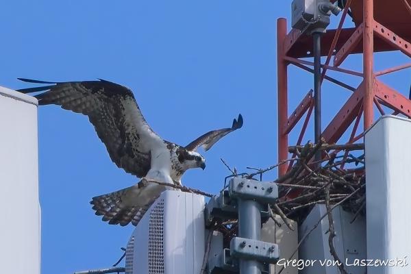  June 19, 2025 5:27 PM, Canon EOS R7, RF100-500mm F4.5-7.1 L IS USM, 500mm, f/7.1, 1/8000s, ISO 2000, Gregor von Laszewski