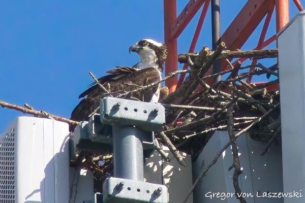  June 19, 2025 5:28 PM, Canon EOS R7, RF100-500mm F4.5-7.1 L IS USM + EXTENDER RF2x, 1000mm, f/14.0, 1/8000s, ISO 8000, Gregor von Laszewski