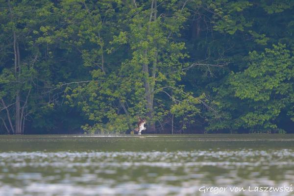 June 19, 2025 6:08 PM, Canon EOS R7, RF100-500mm F4.5-7.1 L IS USM, 500mm, f/7.1, 1/5000s, ISO 10000, Gregor von Laszewski