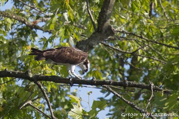  June 19, 2025 6:13 PM, Canon EOS R7, RF100-500mm F4.5-7.1 L IS USM, 472mm, f/7.1, 1/3200s, ISO 1000, Gregor von Laszewski