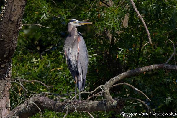  June 19, 2025 6:34 PM, Canon EOS R7, RF100-500mm F4.5-7.1 L IS USM + EXTENDER RF2x, 600mm, f/11.0, 1/3200s, ISO 800, Gregor von Laszewski