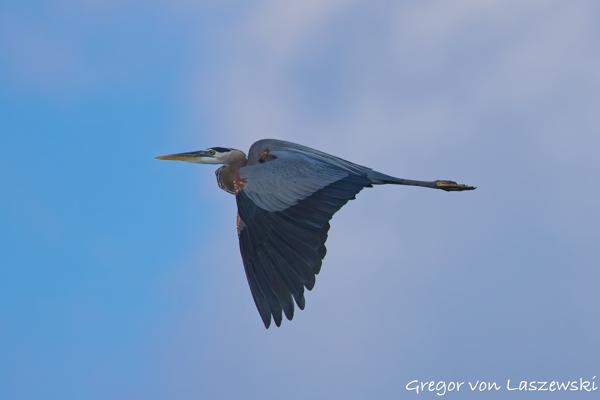  June 19, 2025 7:01 PM, Canon EOS R7, RF100-500mm F4.5-7.1 L IS USM, 500mm, f/7.1, 1/3200s, ISO 500, Gregor von Laszewski