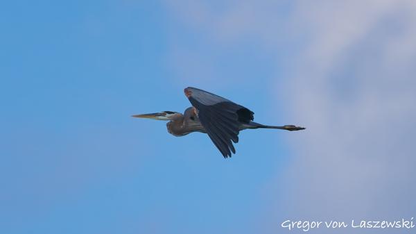  June 19, 2025 7:01 PM, Canon EOS R7, RF100-500mm F4.5-7.1 L IS USM, 500mm, f/7.1, 1/3200s, ISO 500, Gregor von Laszewski