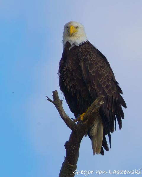  June 19, 2025 7:09 PM, Canon EOS R7, RF100-500mm F4.5-7.1 L IS USM + EXTENDER RF2x, 1000mm, f/14.0, 1/2000s, ISO 2000, Gregor von Laszewski