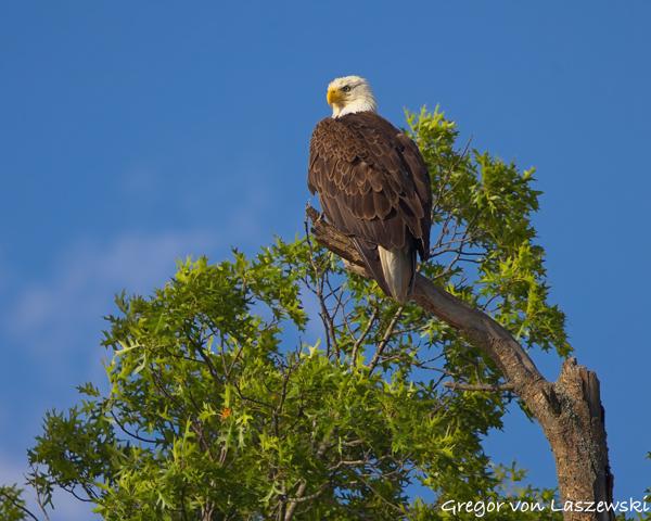  June 19, 2025 7:20 PM, Canon EOS R7, RF100-500mm F4.5-7.1 L IS USM, 500mm, f/8.0, 1/2000s, ISO 250, Gregor von Laszewski