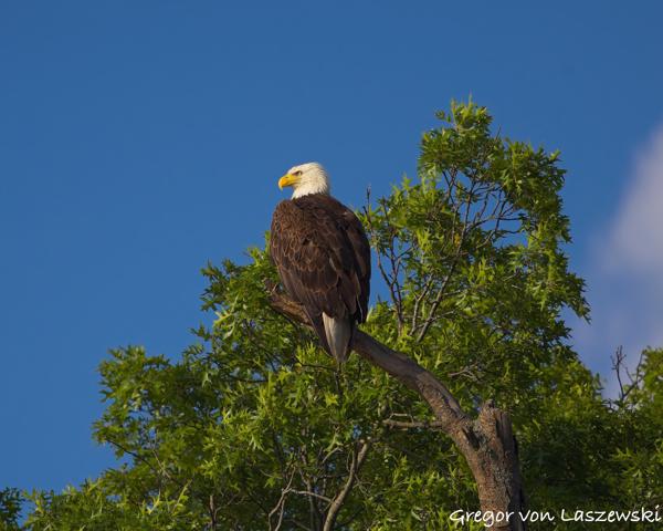  June 19, 2025 7:21 PM, Canon EOS R7, RF100-500mm F4.5-7.1 L IS USM, 500mm, f/7.1, 1/2000s, ISO 250, Gregor von Laszewski