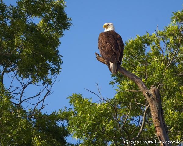  June 19, 2025 7:22 PM, Canon EOS R7, RF100-500mm F4.5-7.1 L IS USM, 500mm, f/7.1, 1/2000s, ISO 500, Gregor von Laszewski