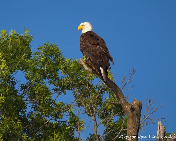  June 19, 2025 7:25 PM, Canon EOS R7, RF100-500mm F4.5-7.1 L IS USM, 500mm, f/7.1, 1/2000s, ISO 250, Gregor von Laszewski