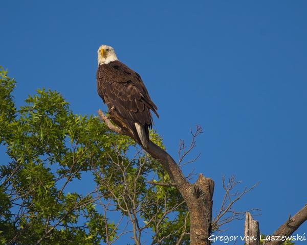  June 19, 2025 7:25 PM, Canon EOS R7, RF100-500mm F4.5-7.1 L IS USM, 500mm, f/7.1, 1/2000s, ISO 250, Gregor von Laszewski