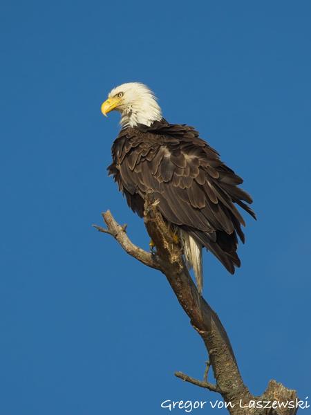  June 19, 2025 7:29 PM, Canon EOS R7, RF100-500mm F4.5-7.1 L IS USM, 500mm, f/8.0, 1/2000s, ISO 800, Gregor von Laszewski