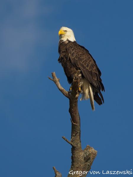  June 19, 2025 7:33 PM, Canon EOS R7, RF100-500mm F4.5-7.1 L IS USM, 500mm, f/8.0, 1/2000s, ISO 500, Gregor von Laszewski