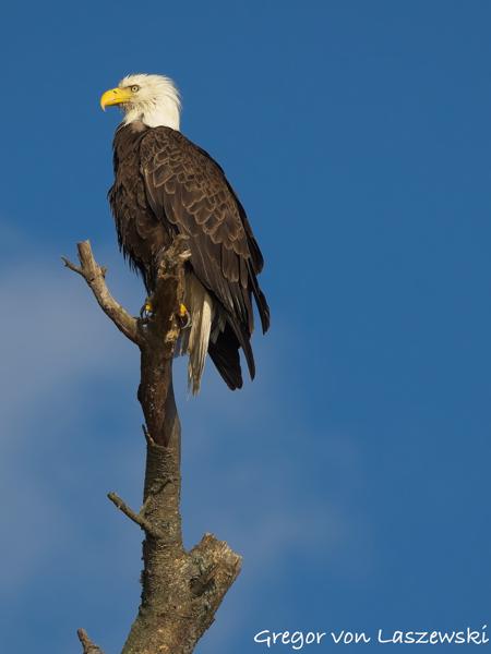  June 19, 2025 7:33 PM, Canon EOS R7, RF100-500mm F4.5-7.1 L IS USM, 500mm, f/8.0, 1/2000s, ISO 800, Gregor von Laszewski