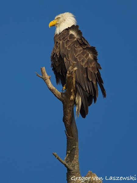  June 19, 2025 7:35 PM, Canon EOS R7, RF100-500mm F4.5-7.1 L IS USM, 500mm, f/7.1, 1/1000s, ISO 200, Gregor von Laszewski