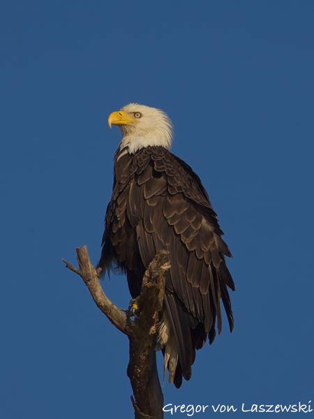  June 19, 2025 7:41 PM, Canon EOS R7, RF100-500mm F4.5-7.1 L IS USM + EXTENDER RF2x, 800mm, f/13.0, 1/1000s, ISO 250, Gregor von Laszewski