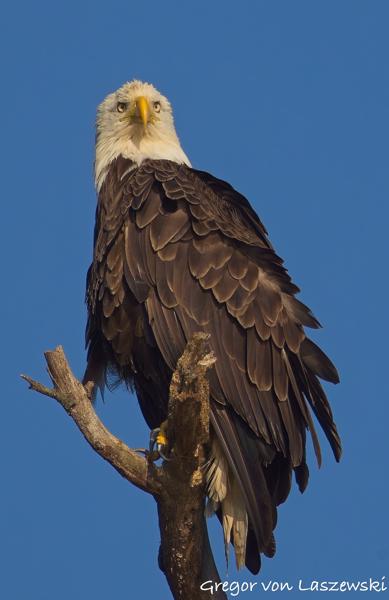  June 19, 2025 7:41 PM, Canon EOS R7, RF100-500mm F4.5-7.1 L IS USM + EXTENDER RF2x, 800mm, f/13.0, 1/1000s, ISO 250, Gregor von Laszewski