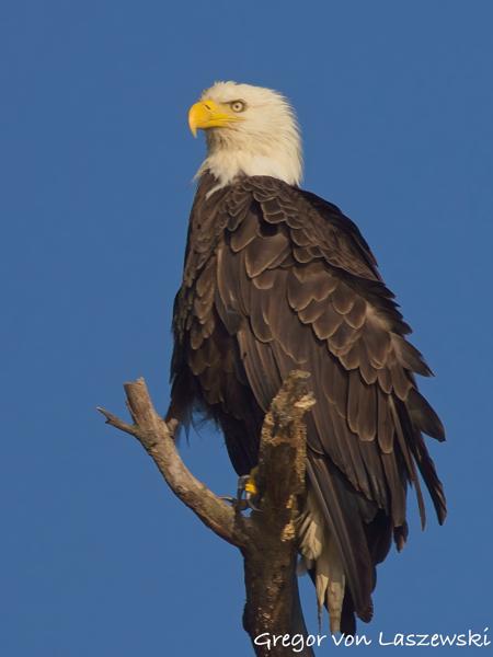  June 19, 2025 7:41 PM, Canon EOS R7, RF100-500mm F4.5-7.1 L IS USM + EXTENDER RF2x, 800mm, f/13.0, 1/1000s, ISO 200, Gregor von Laszewski