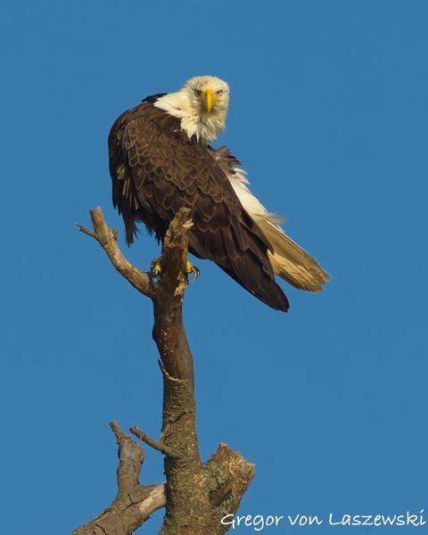  June 19, 2025 7:43 PM, Canon EOS R7, RF100-500mm F4.5-7.1 L IS USM + EXTENDER RF2x, 600mm, f/13.0, 1/500s, ISO 320, Gregor von Laszewski