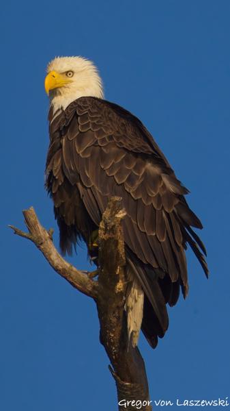  June 19, 2025 7:47 PM, Canon EOS R7, RF100-500mm F4.5-7.1 L IS USM + EXTENDER RF2x, 1000mm, f/14.0, 1/2000s, ISO 640, Gregor von Laszewski