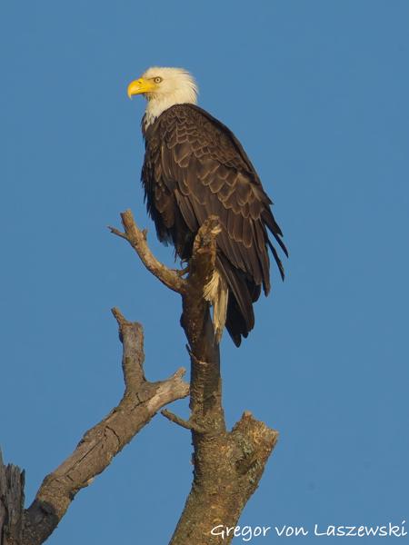  June 19, 2025 7:49 PM, Canon EOS R7, RF100-500mm F4.5-7.1 L IS USM + EXTENDER RF2x, 1000mm, f/14.0, 1/2000s, ISO 1250, Gregor von Laszewski