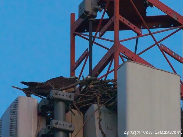  June 19, 2025 9:06 PM, Canon EOS R7, RF100-500mm F4.5-7.1 L IS USM + EXTENDER RF2x, 1000mm, f/16.0, 1/1000s, ISO 10000, Gregor von Laszewski