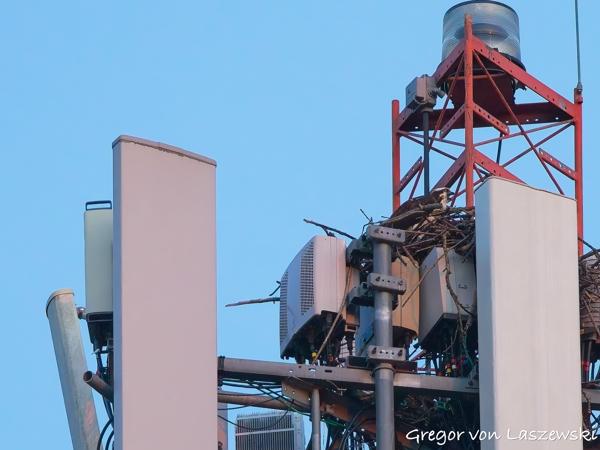  June 19, 2025 9:10 PM, Canon EOS R7, RF100-500mm F4.5-7.1 L IS USM, 500mm, f/7.1, 1/1000s, ISO 5000, Gregor von Laszewski