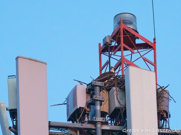  June 19, 2025 9:10 PM, Canon EOS R7, RF100-500mm F4.5-7.1 L IS USM, 500mm, f/7.1, 1/1000s, ISO 5000, Gregor von Laszewski