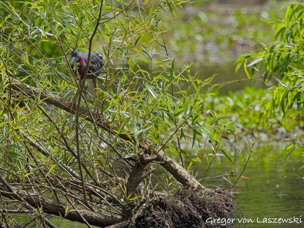  June 21, 2025 2:33 PM, Canon EOS R7, RF100-500mm F4.5-7.1 L IS USM, 500mm, f/7.1, 1/500s, ISO 200, Gregor von Laszewski