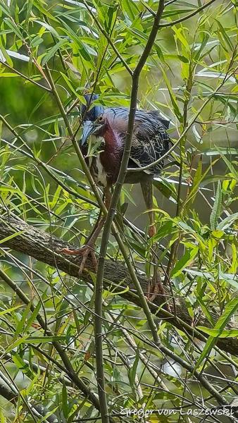  June 21, 2025 2:33 PM, Canon EOS R7, RF100-500mm F4.5-7.1 L IS USM, 500mm, f/7.1, 1/500s, ISO 200, Gregor von Laszewski