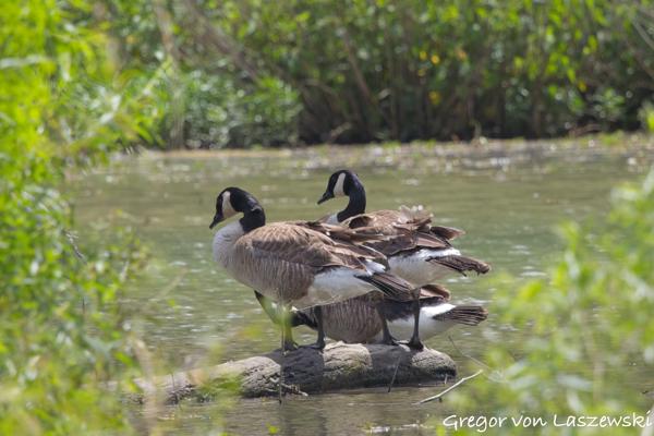  June 21, 2025 2:35 PM, Canon EOS R7, RF100-500mm F4.5-7.1 L IS USM + EXTENDER RF2x, 1000mm, f/14.0, 1/500s, ISO 1000, Gregor von Laszewski