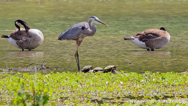  June 21, 2025 2:44 PM, Canon EOS R7, RF100-500mm F4.5-7.1 L IS USM, 500mm, f/7.1, 1/500s, ISO 250, Gregor von Laszewski