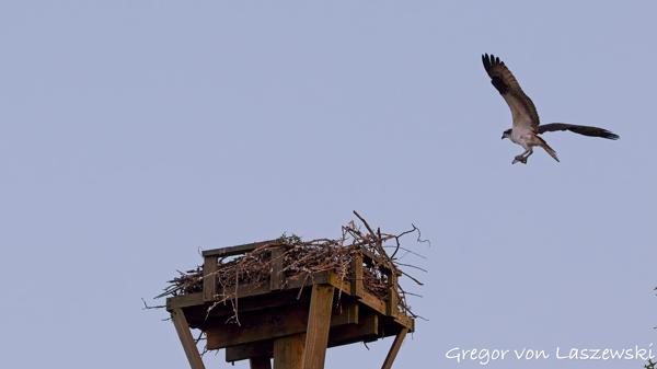 June 21, 2025 9:03 PM, Canon EOS R7, RF100-500mm F4.5-7.1 L IS USM, 186mm, f/7.1, 1/320s, ISO 400, Gregor von Laszewski