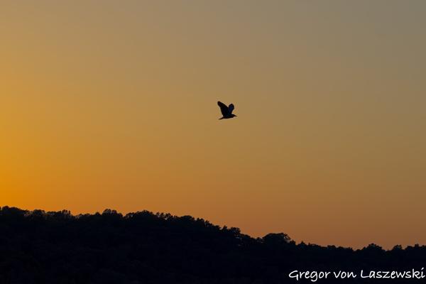  June 21, 2025 9:06 PM, Canon EOS R7, RF100-500mm F4.5-7.1 L IS USM, 100mm, f/7.1, 1/400s, ISO 100, Gregor von Laszewski