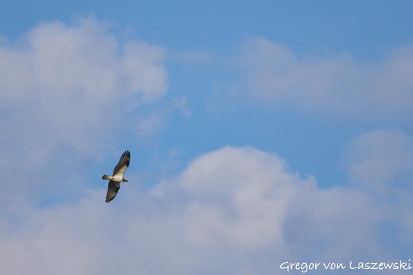  June 21, 2025 7:16 PM, Canon EOS R7, RF100-500mm F4.5-7.1 L IS USM, 500mm, f/7.1, 1/500s, ISO 100, Gregor von Laszewski