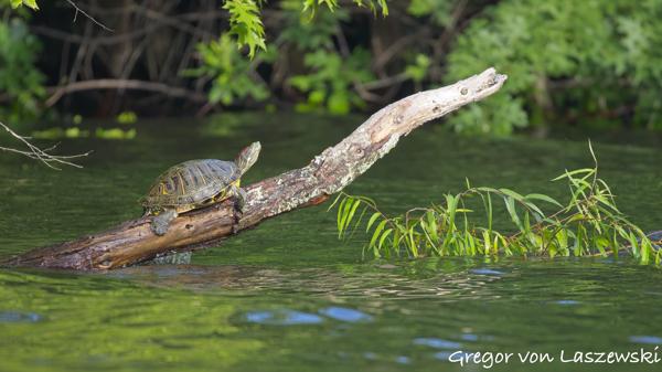  June 21, 2025 7:20 PM, Canon EOS R7, RF100-400mm F5.6-8 IS USM, 400mm, f/8.0, 1/1250s, ISO 2500, Gregor von Laszewski
