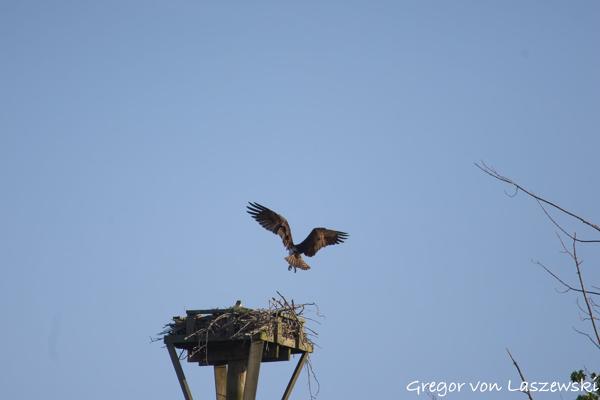  June 21, 2025 7:43 PM, Canon EOS R7, RF100-400mm F5.6-8 IS USM, 400mm, f/8.0, 1/3200s, ISO 1000, Gregor von Laszewski