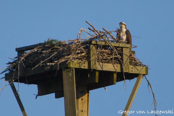  June 21, 2025 7:49 PM, Canon EOS R7, RF100-400mm F5.6-8 IS USM + EXTENDER RF2x, 800mm, f/16.0, 1/3200s, ISO 4000, Gregor von Laszewski