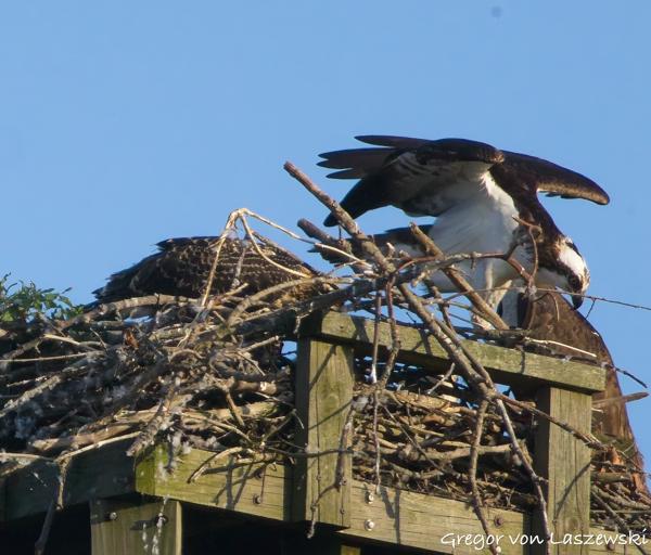  June 21, 2025 8:05 PM, Canon EOS R7, RF100-400mm F5.6-8 IS USM + EXTENDER RF2x, 800mm, f/16.0, 1/3200s, ISO 6400, Gregor von Laszewski