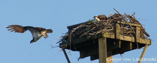  June 21, 2025 8:07 PM, Canon EOS R7, RF100-400mm F5.6-8 IS USM + EXTENDER RF2x, 473mm, f/14.0, 1/3200s, ISO 6400, Gregor von Laszewski