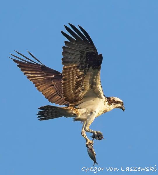  June 30, 2025 7:53 PM, Canon EOS R7, RF200-800mm F6.3-9 IS USM, 432mm, f/9.0, 1/2000s, ISO 1000, Gregor von Laszewski