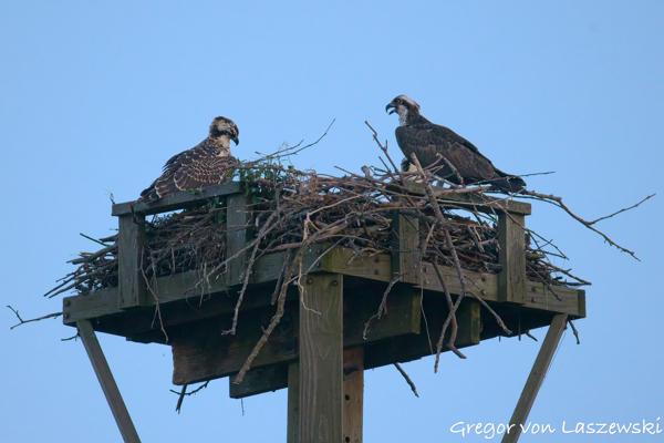  June 30, 2025 8:56 PM, Canon EOS R7, RF200-800mm F6.3-9 IS USM, 800mm, f/9.0, 1/1600s, ISO 25600, Gregor von Laszewski