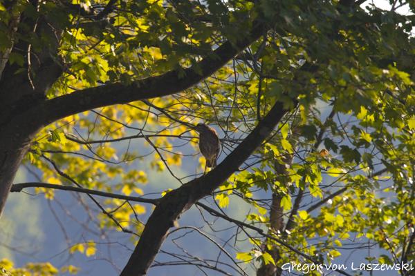  July 11, 2025 8:44 AM, Canon EOS R7, RF100-500mm F4.5-7.1 L IS USM, 500mm, f/10.0, 1/800s, ISO 800, Gregor von Laszewski
