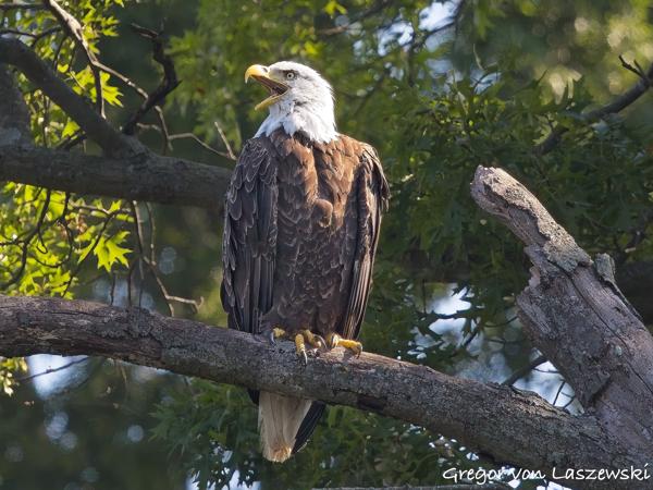  July 11, 2025 10:43 AM, Canon EOS R7, RF100-500mm F4.5-7.1 L IS USM, 500mm, f/7.1, 1/3200s, ISO 6400, Gregor von Laszewski
