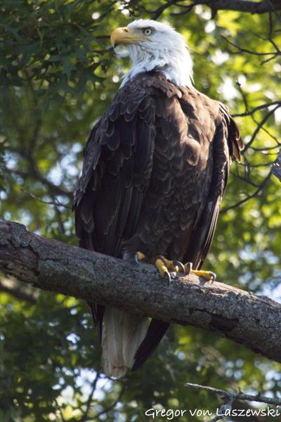  July 11, 2025 10:52 AM, Canon EOS R7, RF100-500mm F4.5-7.1 L IS USM + EXTENDER RF2x, 1000mm, f/14.0, 1/3200s, ISO 12800, Gregor von Laszewski
