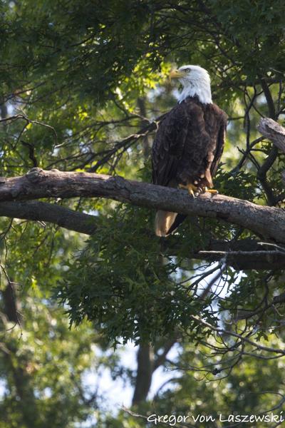  July 11, 2025 10:57 AM, Canon EOS R7, RF100-500mm F4.5-7.1 L IS USM + EXTENDER RF2x, 600mm, f/11.0, 1/1250s, ISO 3200, Gregor von Laszewski