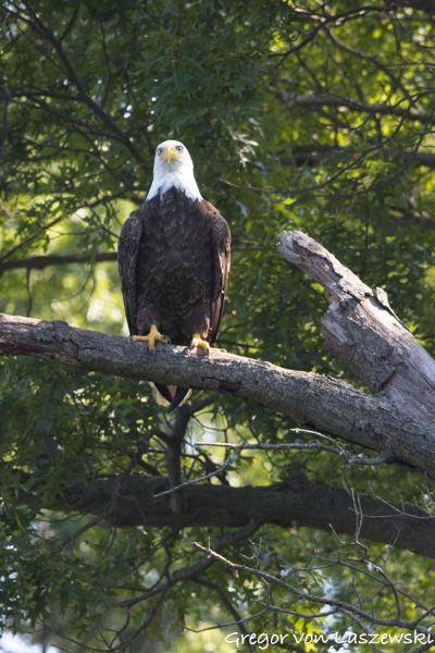  July 11, 2025 10:57 AM, Canon EOS R7, RF100-500mm F4.5-7.1 L IS USM + EXTENDER RF2x, 600mm, f/11.0, 1/1250s, ISO 4000, Gregor von Laszewski
