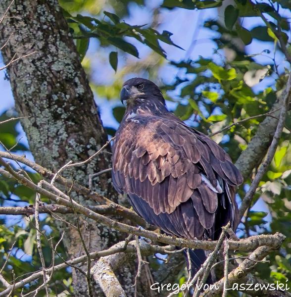  July 11, 2025 11:45 AM, Canon EOS R7, RF100-500mm F4.5-7.1 L IS USM, 500mm, f/7.1, 1/3200s, ISO 2500, Gregor von Laszewski